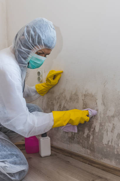 Best Real Estate Mold Inspection  in Garden Grove, FL